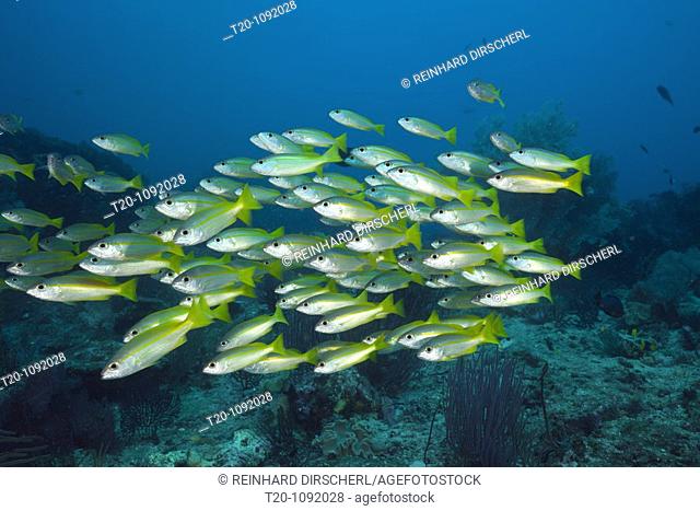 Bigeye Snapper over Coral Reef, Lutjanus lutjanus, Raja Ampat, West Papua, Indonesia