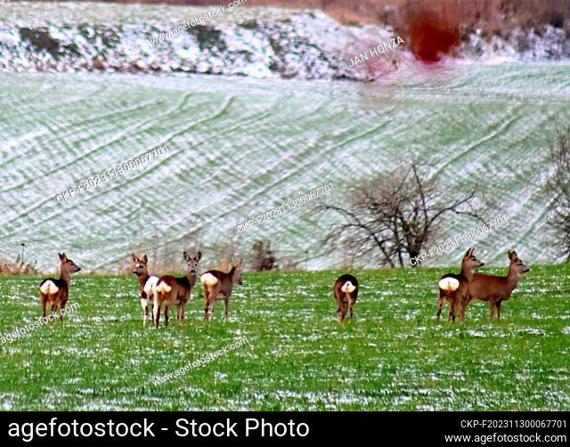 Herd of roe deer, one of them albino doe grazing in the fields near the village Dubicne in the Ceske Budejovice region, November 30, 2023