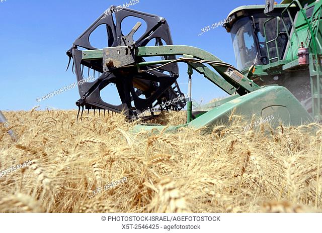 Combine harvester wheat Harvesting close up