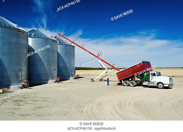 A farmer unloads a grain truck loaded with canola into a grain storage bin during the harvest, near Holland, Manitoba, Canada