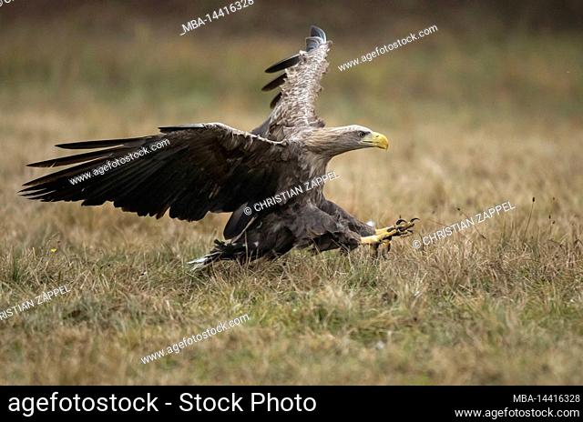 White-tailed eagle (Haliaeetus albicilla) approaching, Poland