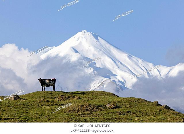 blocked for illustrated books in Germany, Austria, Switzerland: Dairy cow standing on a pasture in front of Mt Egmont volcano, Mount Taranaki, North Island