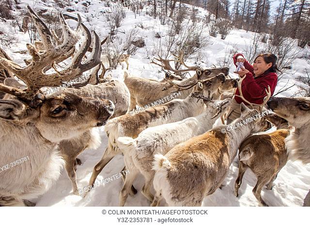 Reindeer being fed salt after long winter in Hunkher mountains, teepee camp in taiga forest, northern Mongolia