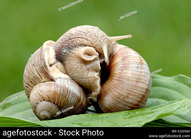 Burgundy snails (Helix pomatia), mating, North Rhine-Westphalia, Germany, Europe