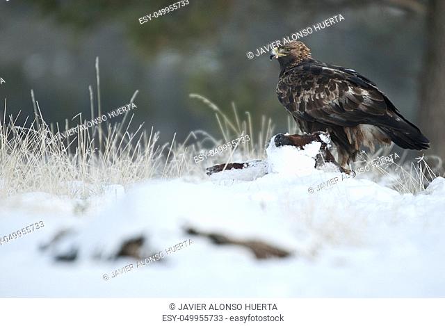 golden eagle (Aquila chrysaetos), in the snow eating carola from a small