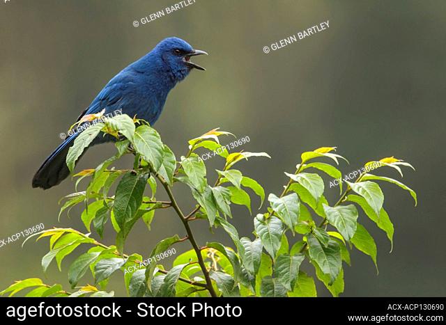 Unicolored Jay (Aphelocoma unicolor) perched on a branch in Guatemala in Central America
