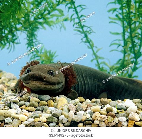 Pacific Giant Salamander - lying / Dicamptodon ensatus