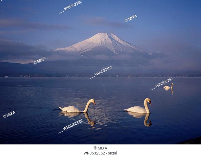 Mount Fuji and Three Swans on Lake Yamanaka, Yamanakako, Yamanashi, Japan