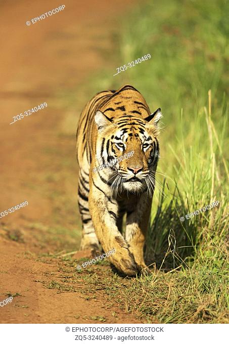 Stalking tigress, Telia sisters, Tadoba, Maharashtra, India