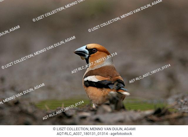 Coccothraustes coccothraustes, Hawfinch