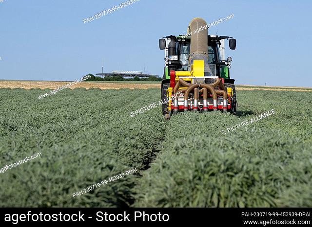19 July 2023, Saxony, Freital: A harvest tractor of Bombastus-Werke drives over a sage field and harvests sage leaves for tea production