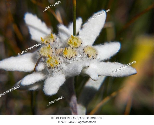 leontopodium alpinum, val d'orgeres, la thuile, aoste, italie