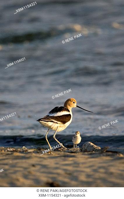 American Avocet parent with its chick at Middle Harbor Shoreline Park in Oakland, California, part of the network of East Bay Regional Parks