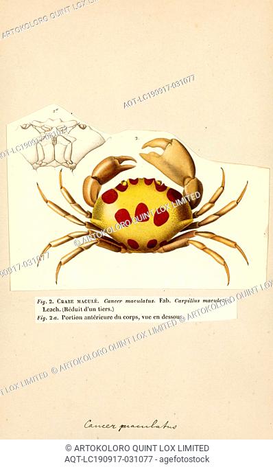 Carpilius maculatus, Print, Carpilius maculatus common names seven-eleven crab, spotted reef crab, dark-finger coral crab, and large spotted crab