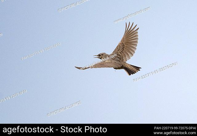 PRODUCTION - 13 July 2022, Baden-Wuerttemberg, Walldorf: A rare crested lark flies in the sky. The Rhine-Neckar District Office had ordered that cats are not...