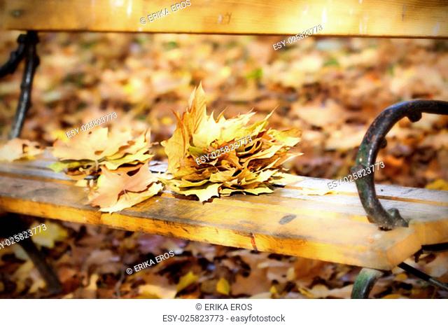 Wooden bench in autumn park - vintage photo