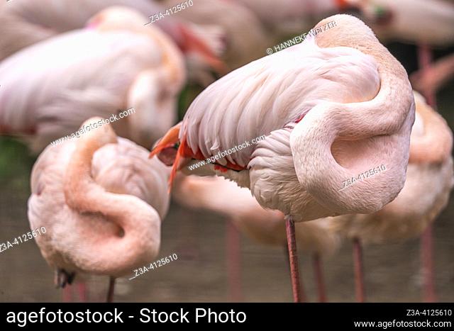Pink flamingos in Dierenrijk, Mierlo, The Netherlands, Europe