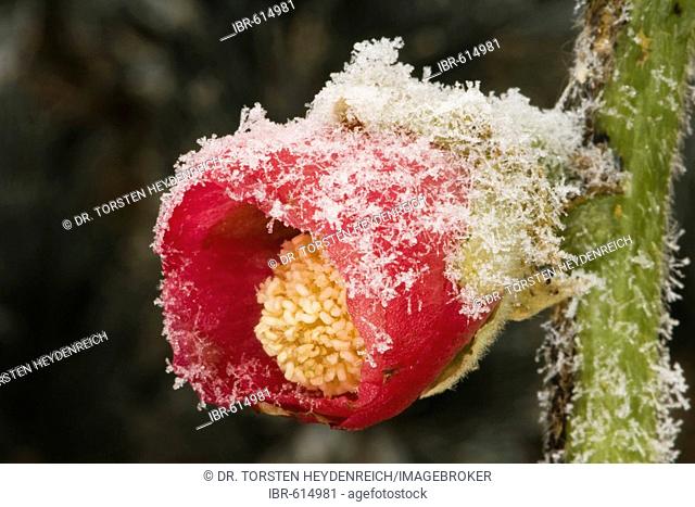 Common Hollyhock (Alcea rosea), frost-covered in wintertime, ice crystals