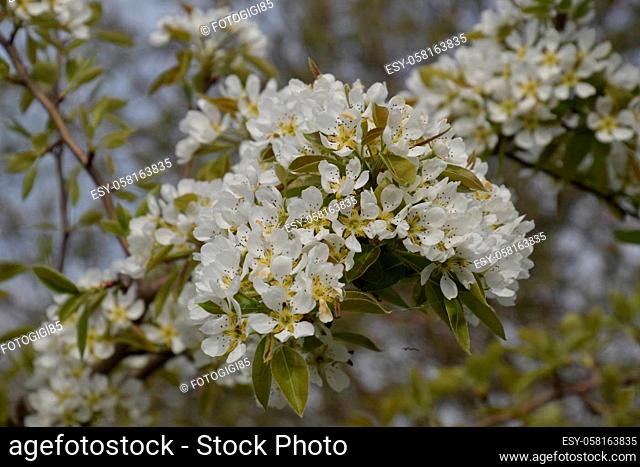 Blooming wild pear in the garden. Spring flowering trees. Pollination of flowers of pear