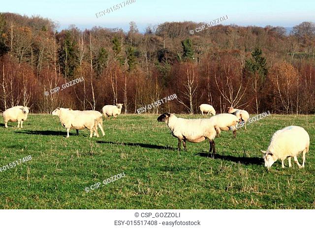 Sheep Flock Winter Evening Sun