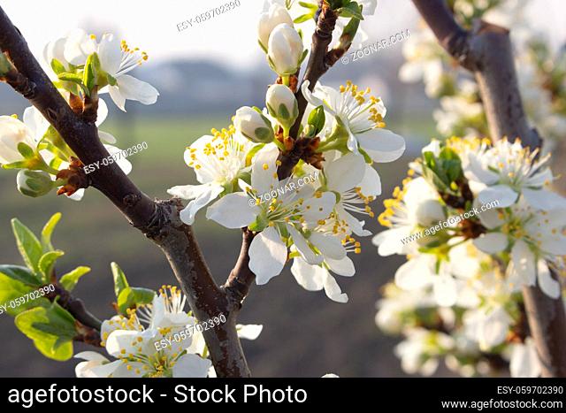Blooming plum tree with evening sunlight. Agriculture and fruit growing