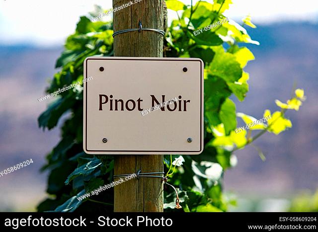 Pinot Gris wine grape variety sign on wooden pole selective focus, vineyard varieties signs, Okanagan valley wine region British Columbia, Canada