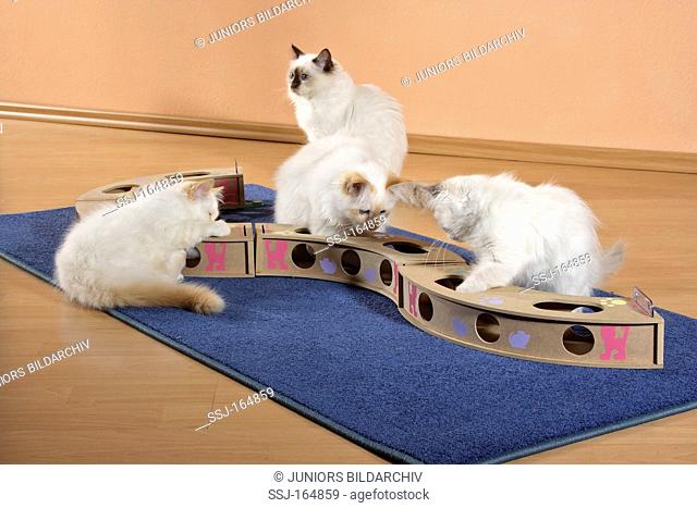 Sacred cat of Burma - kittens - playing