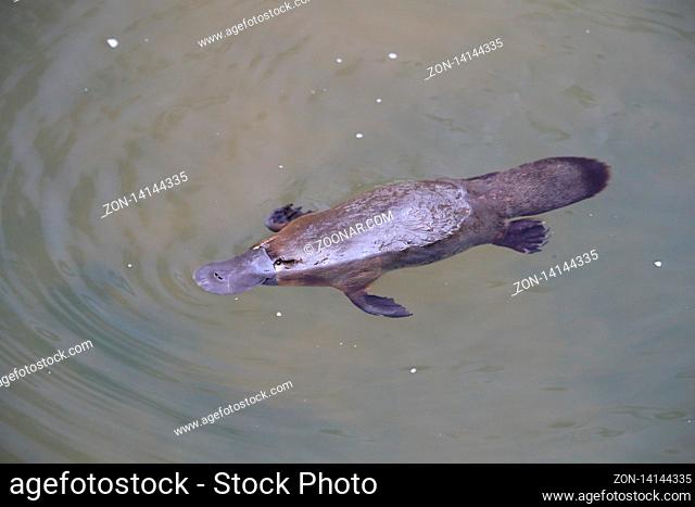a platypus floating in a creek on the Eungella National Park , Queensland, Australia