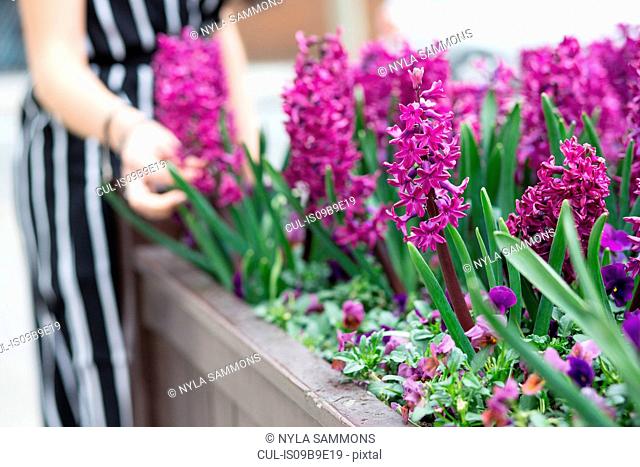 Mid section of young woman's hand touching purple hyacinth in planter