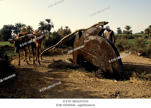 Man using an irrigation wheel with cattle
