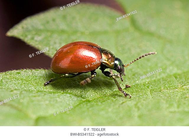 Knotgrass Leaf Beetle (Chrysolina polita), on a leaf, Germany