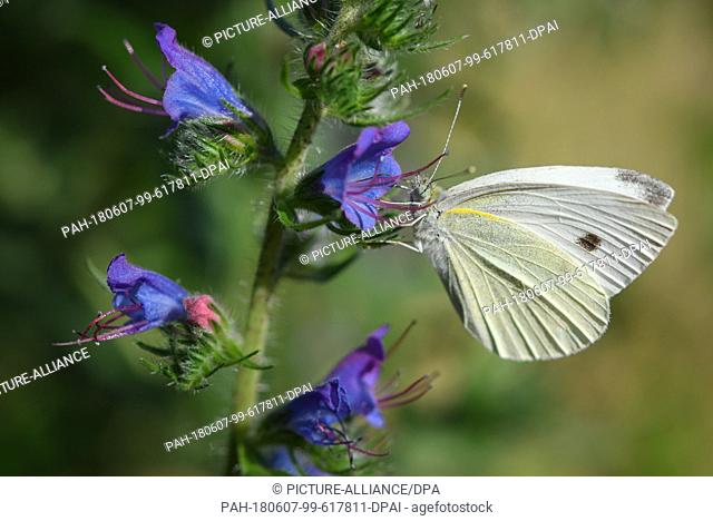 06 June 2018, Germany, Frankfurt (Oder): A white butterfly searching for nectar in a flower of the viper's bugloss (Echium vulgare)