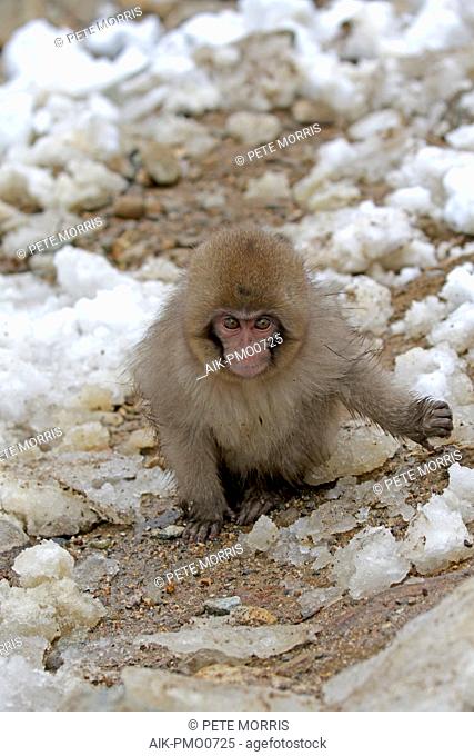 Japanese macaque or Snow Monkey (Macaca fuscata) in the snow