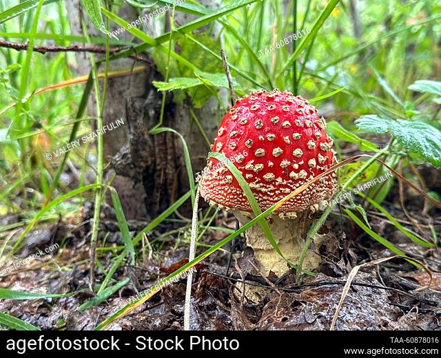 RUSSIA, MOSCOW REGION - AUGUST 4, 2023: A fly agaric (Amanita muscaria) is seen in a forest. Valery Sharifulin/TASS
