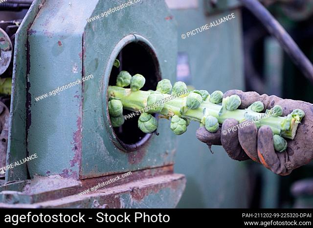 01 December 2021, North Rhine-Westphalia, Bornheim: Organic quality Brussels sprouts are harvested and processed at the Bursch organic farm