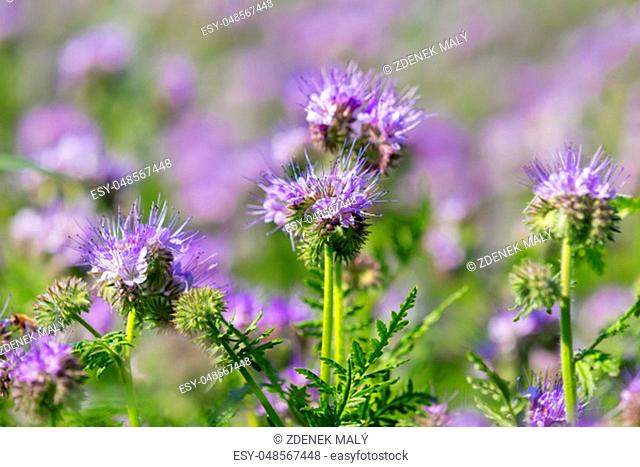 Phacelia tanacetifolia field, countryside scene. Phacelia is known by the common names lacy phacelia, blue tansy or purple tansy