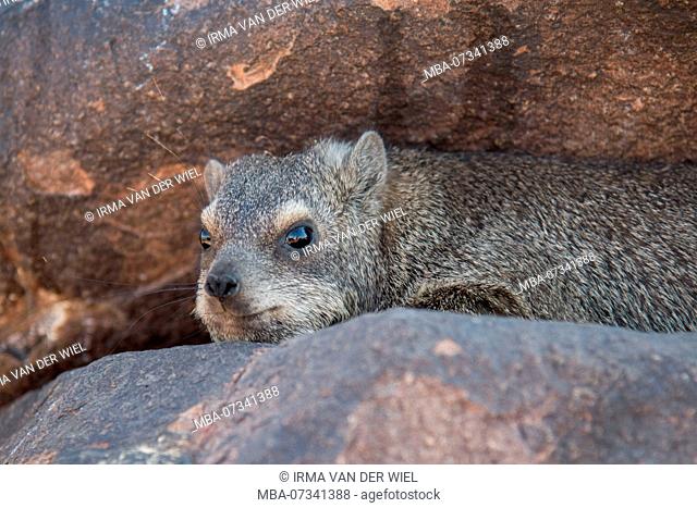 Rock hyrax in Namibia, Quiver tree forest