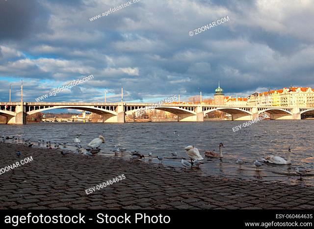 The swans and seagull on the riverbank in Smichov, Prague, Czech Republic. Renovated riverbank in the centre of the city is very popular among Prague citizens