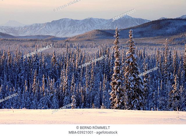 Canada, Alaska, Yukon, Wrangell St-Elias' national-park, winter, North America, landscape, winter-landscape, winter forest, mountain-chain, mountains
