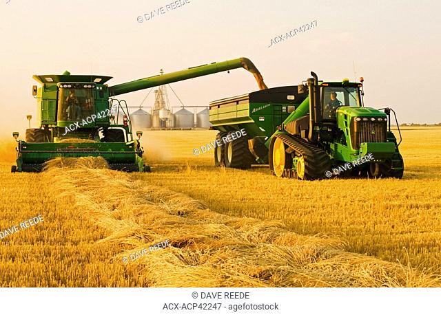 A female combine operator harvests swathed spring wheat while unloading into a grain wagon on the go, near Somerset, Manitoba, Canada