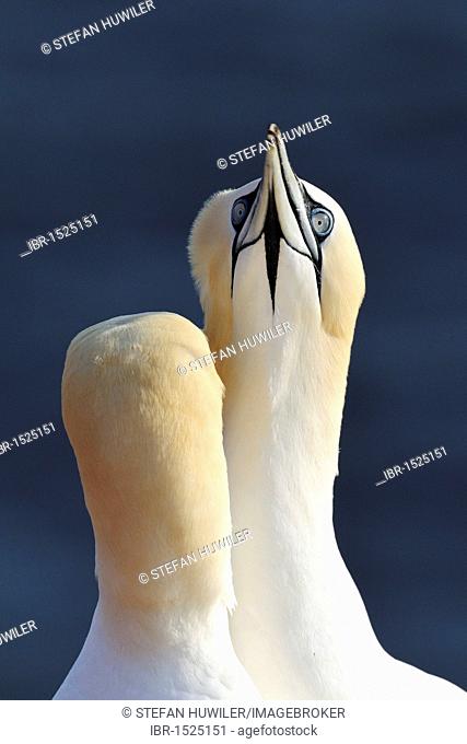 Northern Gannets (Morus bassanus, Sula bassana), courting, ocean island, Helgoland, Schleswig-Holstein, Germany, Europe