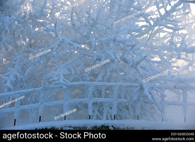 Trees covered with frost and snow on a cold winter day