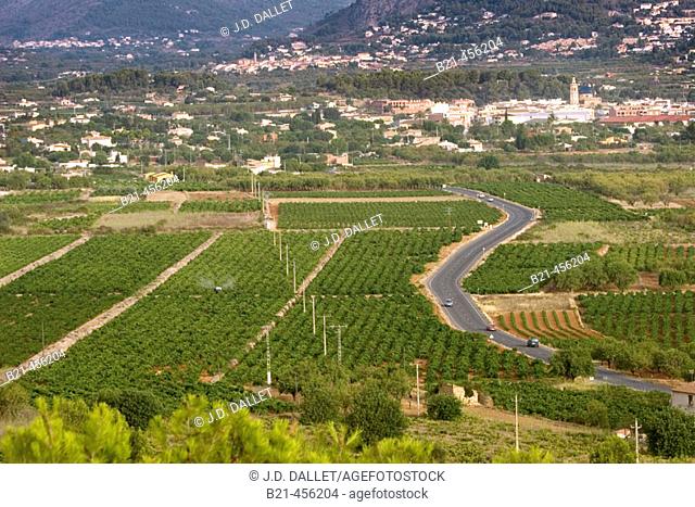 Vineyards around Jalon. Alicante province. Spain