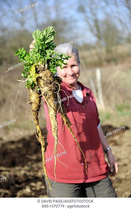 Woman gardener showing a bunch of Parsnips which have just been dug up