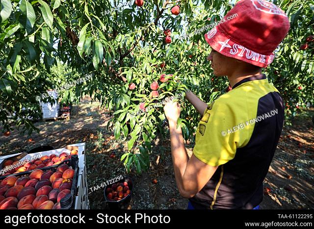 RUSSIA, KHERSON REGION - AUGUST 17, 2023: Harvesting peaches in the village of Chaplinka. Alexei Konovalov/TASS