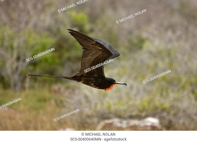 Adult male great frigate bird Fregata minor at nesting and breeding site note red expanded gular pouch on North Seymour Island in the Galapagos Island Group