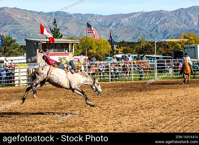 CITY OF WANAKA, SOUTH ISLAND, NEW ZEALAND - MARCH 10, 2018. Rodeo is the final of the national championship. Cowboy tries to hold onto a kicking white horse and...