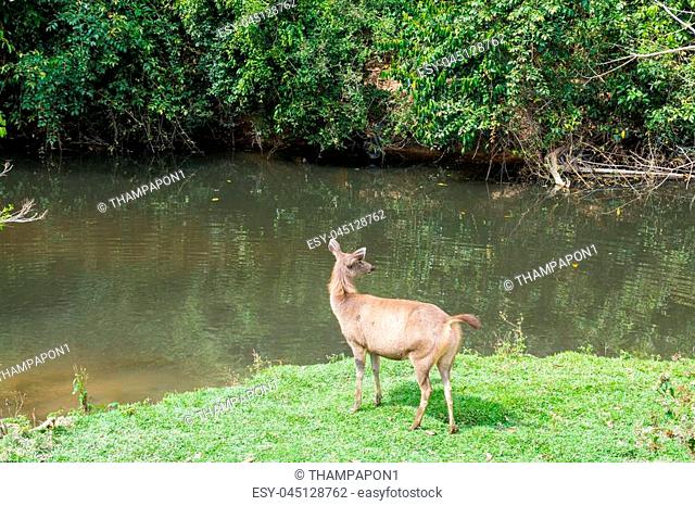 Sambar Doe Deer, Southeast Asian and Indian Deer, Standing and Eating Grass beside Salt Lick and Swamp in Khao Yai National Park in Pakchong, Nakhon Ratchasima