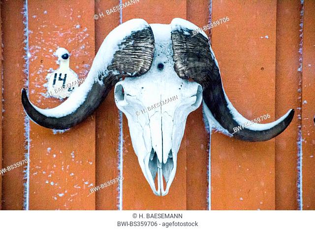 muskox (Ovibos moschatus), skull of a musk ox, Norway, Troms