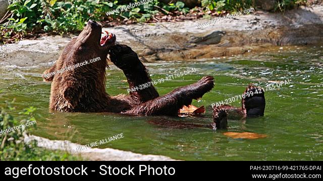16 July 2023, Saxony-Anhalt, Thale: A brown bear takes a dip to cool off in the summer heat. The bears Moritz and Idun were officially let out onto the meadow...